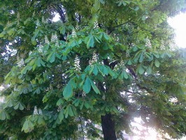 Jírovec maďal (kaštan) Jírovec maďal (kaštan)