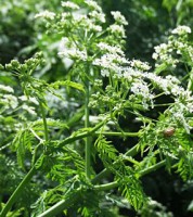 Anýz pravý Anýz pravý