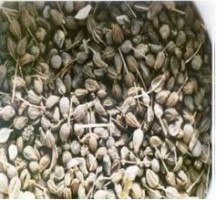 Anýz pravý Anýz pravý