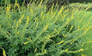 Řepík lékařský Řepík lékařský