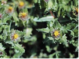 Benedikt lékařský Benedikt lékařský