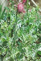 Ostropestřec mariánský