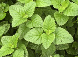 Meduňka lékařská Meduňka lékařská