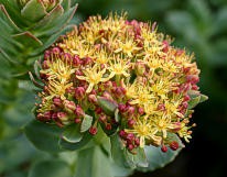 Rozchodnice růžová Rozchodnice růžová