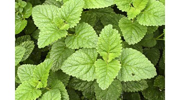 lemon-balm-cropped.jpg