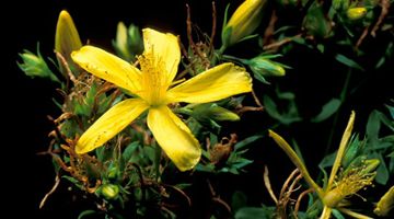 Hypericum.png