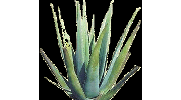 Aloe_1.png