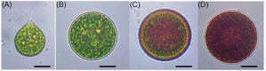 Mikrořasa Haematococcus pluvialis – astaxantin