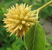 Mitragyna speciosa (kratom)