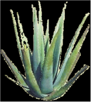 Aloe pravé